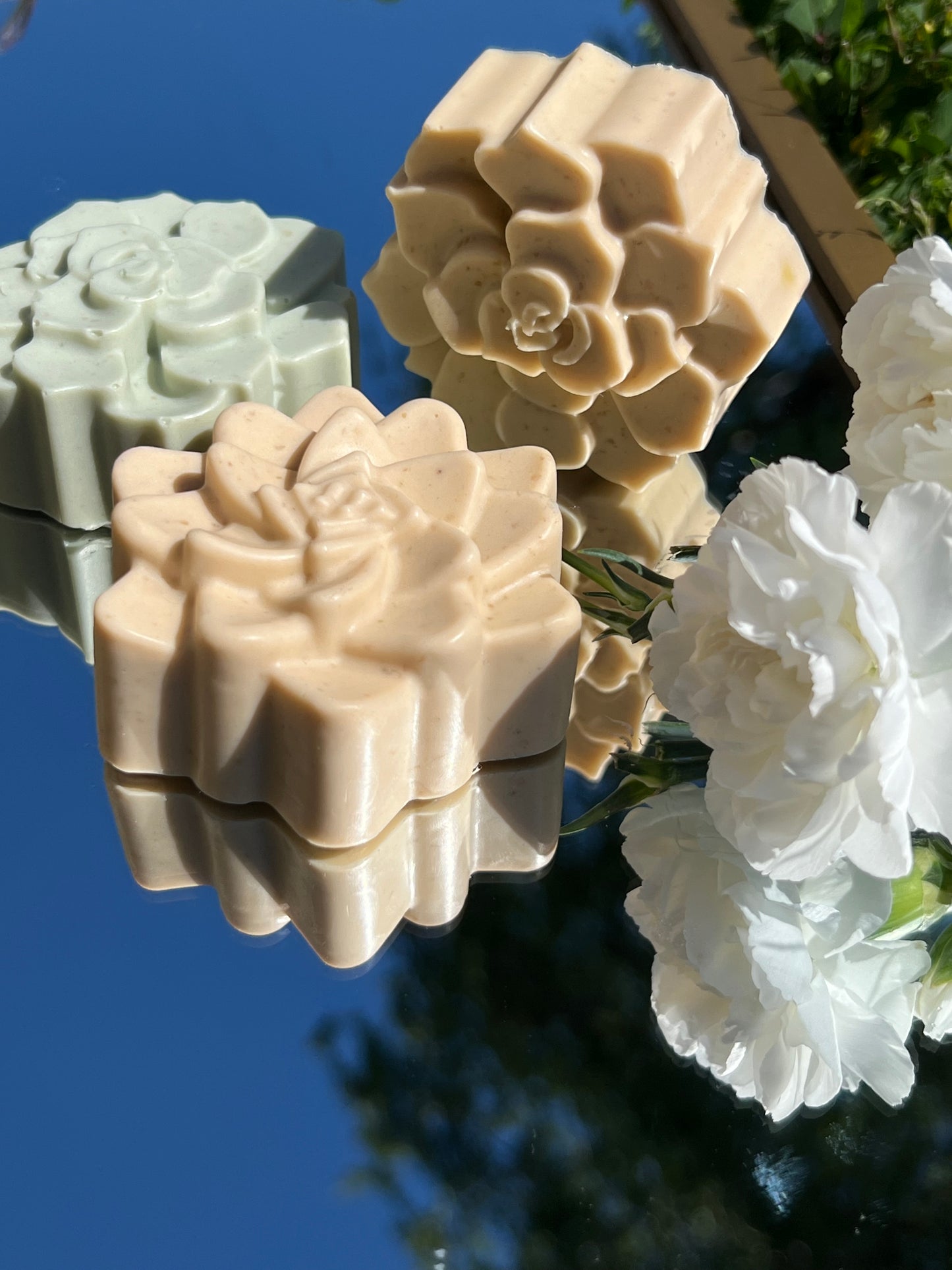 Verde Succulent | eco-conscious Bar