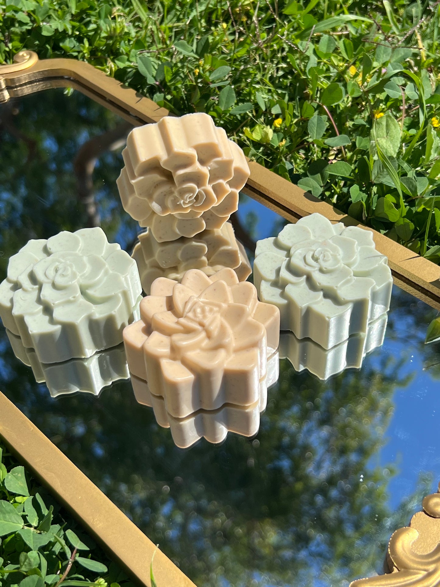 Verde Succulent | eco-conscious Bar