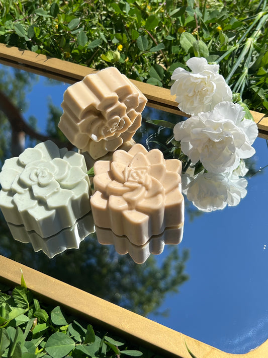 Verde Succulent | eco-conscious Bar